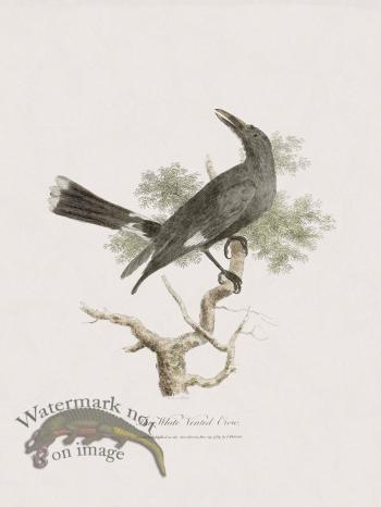 36 New Holland Caffowary